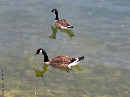 Two Swans in a Lake