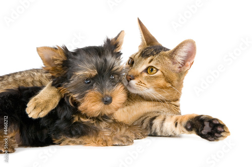  The puppy and kitten 