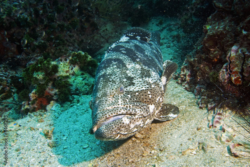 Wallpaper Mural Potato cod close-up Torontodigital.ca