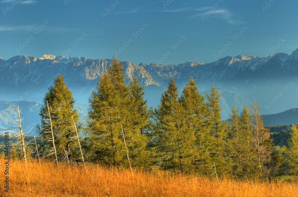 larch larch