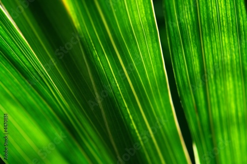 palm leaves