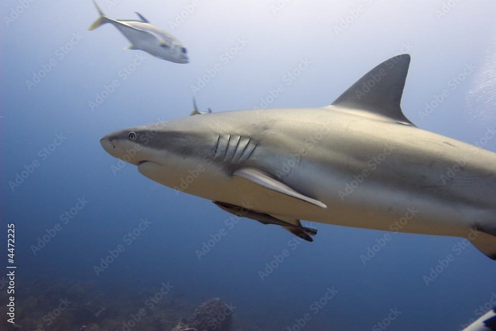 Fototapeta premium Hunter