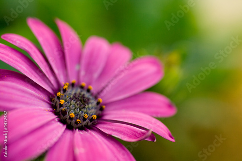 Blume