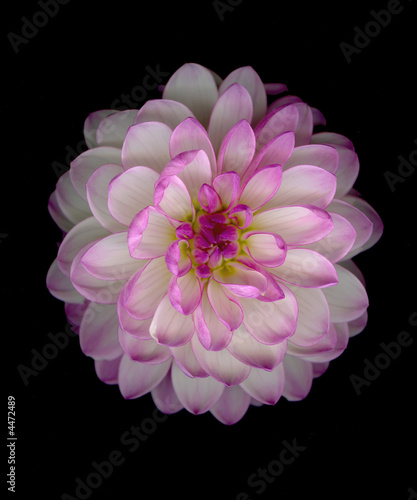 Fototapeta Naklejka Na Ścianę i Meble -  Dahlia pink and white