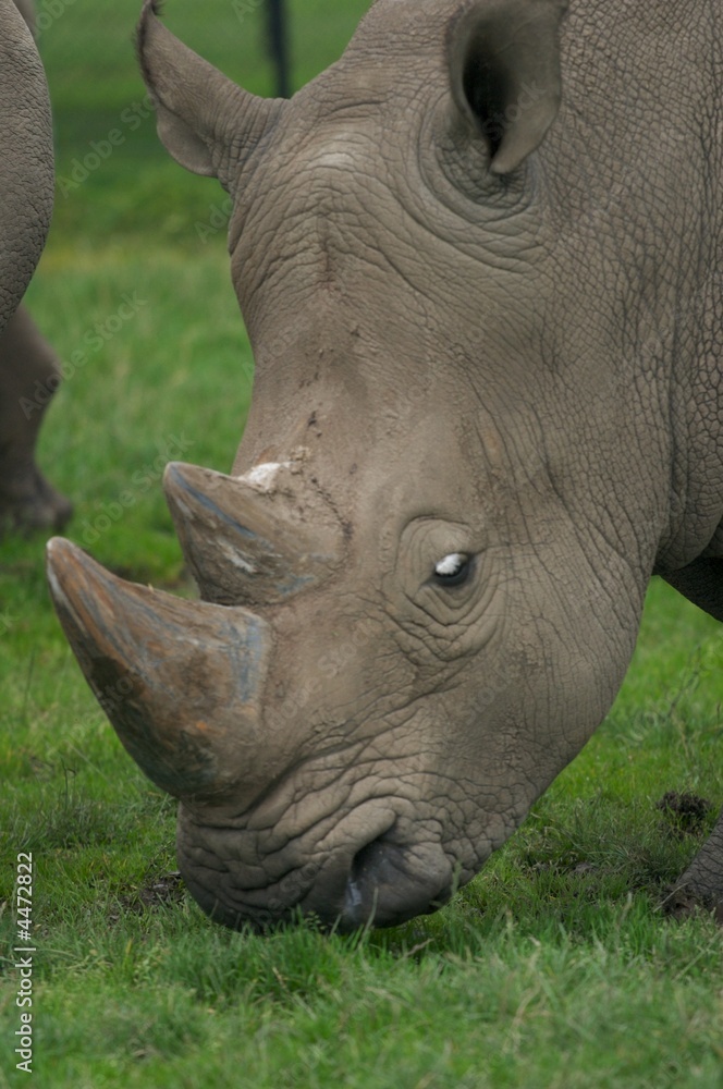 Fototapeta premium Nashorn Portrait