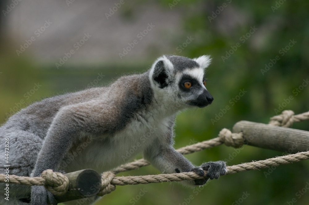 Obraz premium Lemur