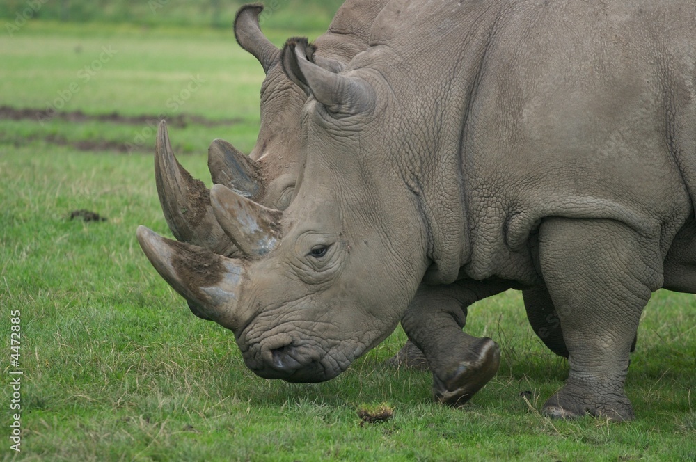 Fototapeta premium Koloss in Bewegung