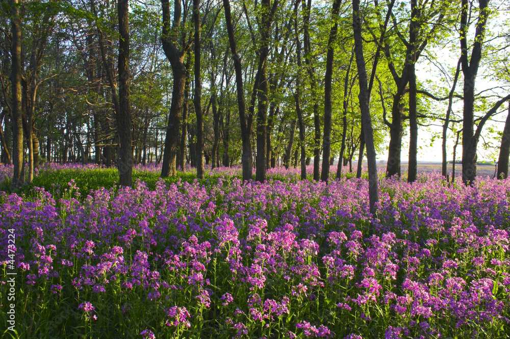 Pink wild flowers and forest