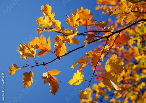 Leaves over sky