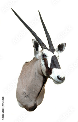 Taxidermy mount of an African  Oryx or Gemsbok