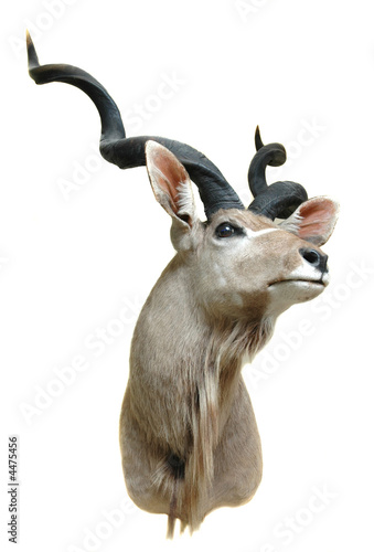 Photography Greater Kudu