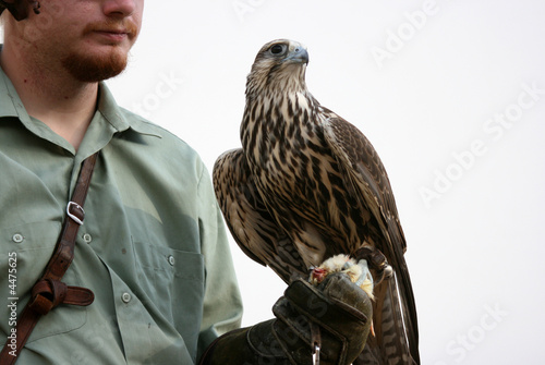 falcon 1