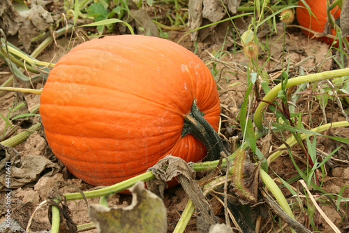 Pumpkin in the field
