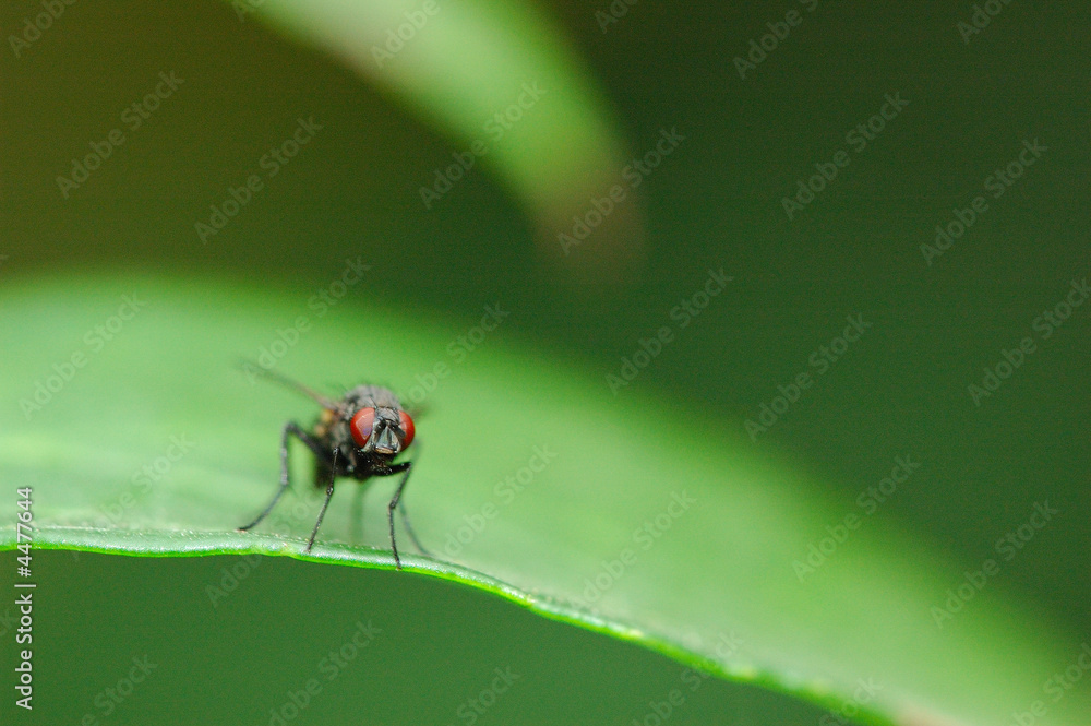 mouche mouche