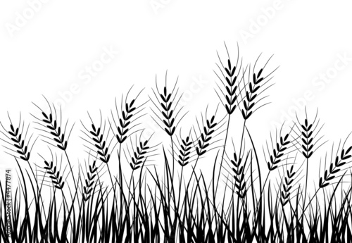 Grass and ears, vector