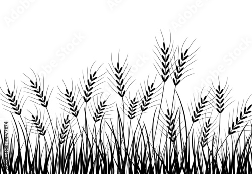 Grass and ears, vector