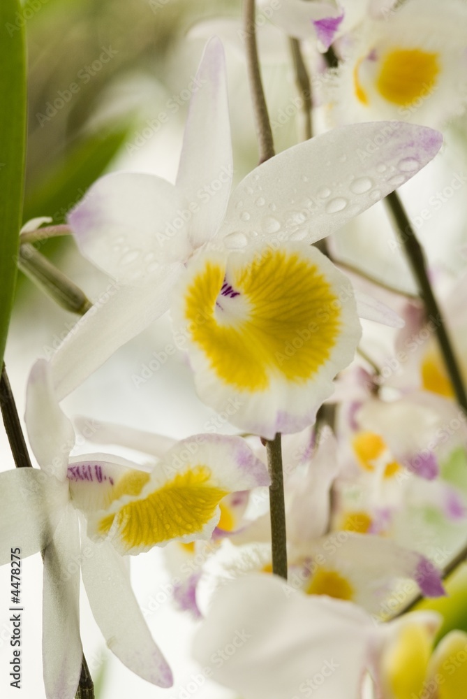 Obraz premium Orchid