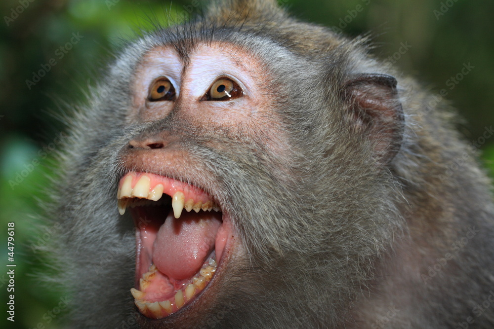 Obraz premium Angry wild monkey (long-tailed macaque) portrait