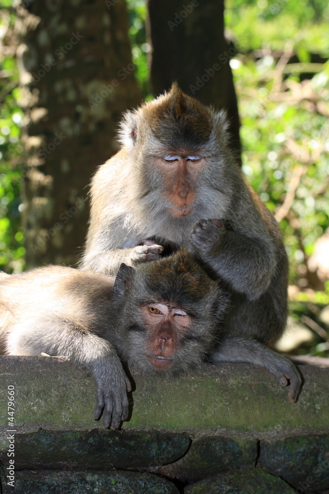 Monkey grooming another (long-tailed macaque)