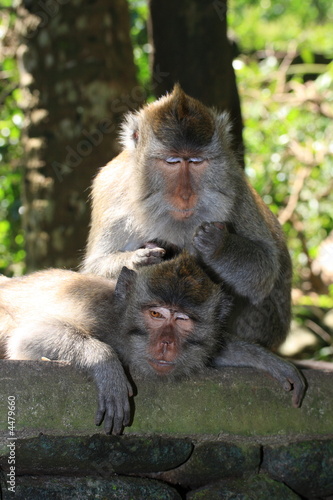 Monkey grooming another (long-tailed macaque)