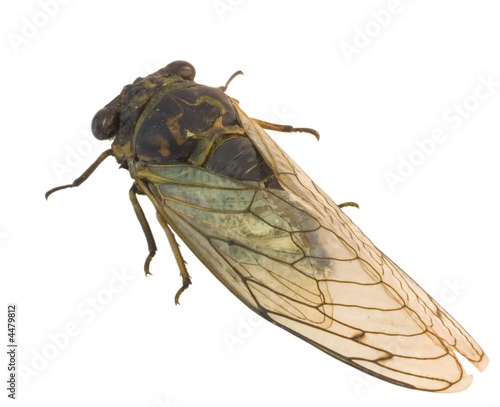 Bilde på lerret isolated cicada on a white background