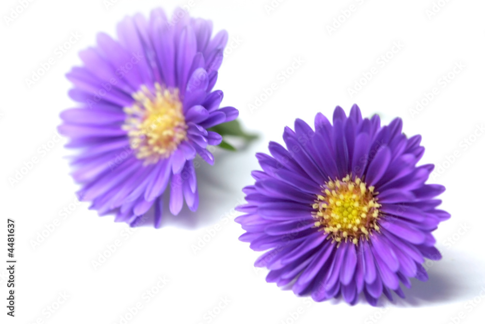 Fototapeta premium Purple Flowers