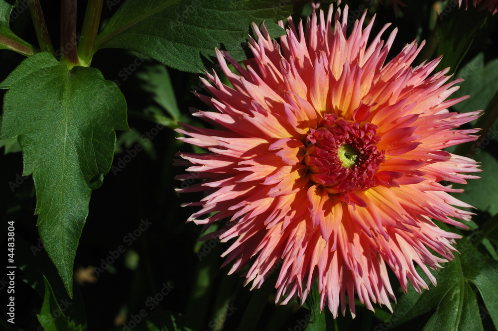 Obraz premium pink dahlia flower close-up shot