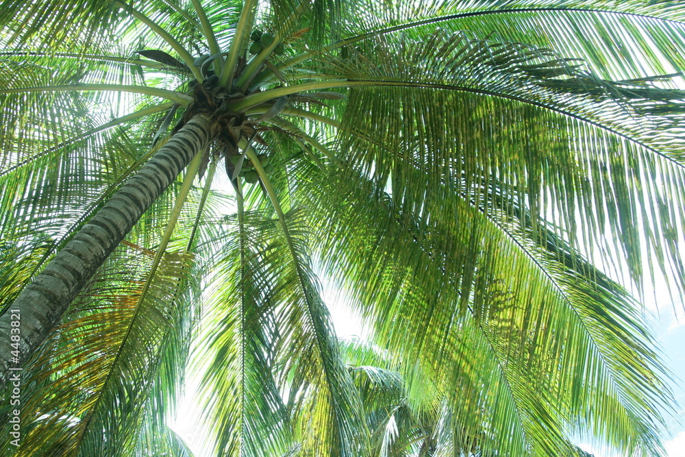 Fototapeta premium Palmier des Iles
