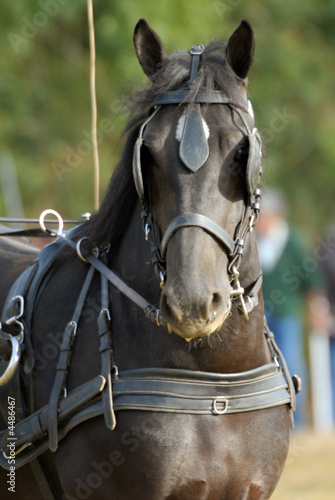 portrait d'un cheval mérens attelé © jeanma85