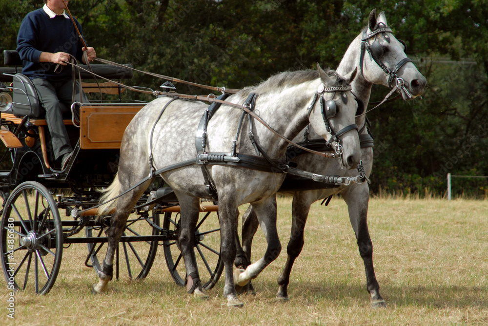 chevaux gris attelés en paire