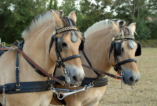 poneys fjord attelés photo