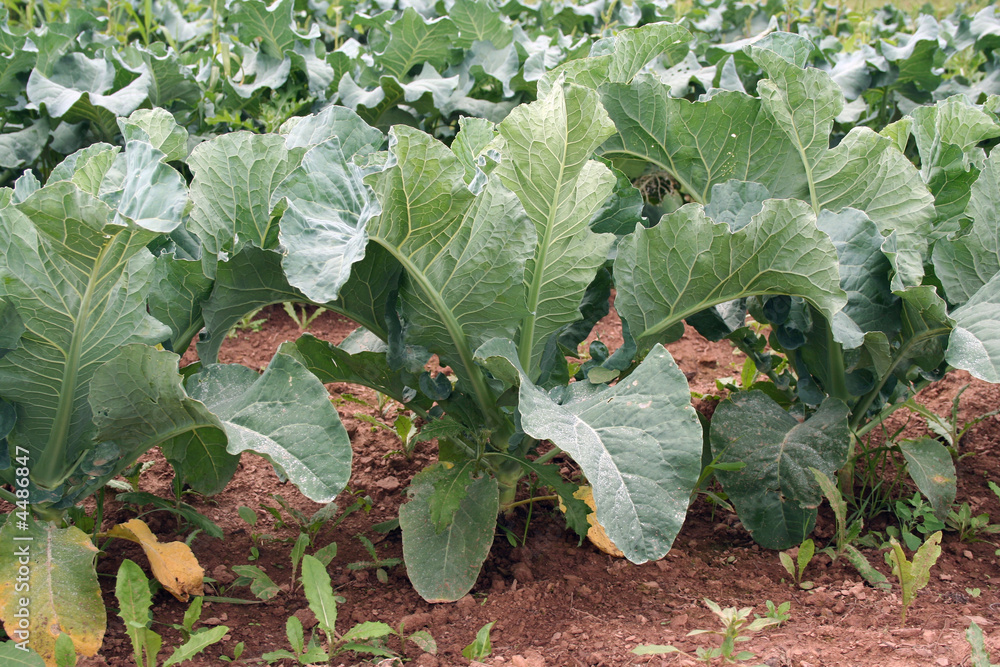 Naklejka premium Plants in a field