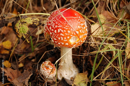 fly agaric photo