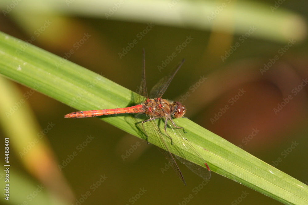 Libelle auf blatt Libelle auf blatt