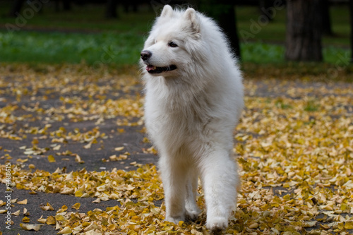 samoyed dog on the road covered by yellow leaves