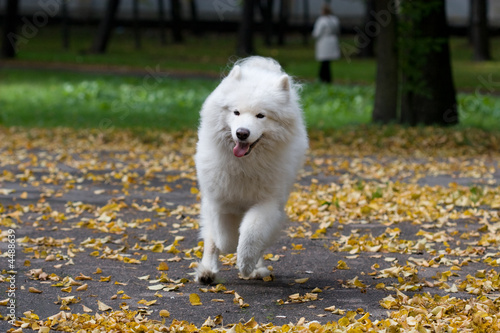Bild auf Leinwand samoyed dog galloping  the road covered by yellow leaves