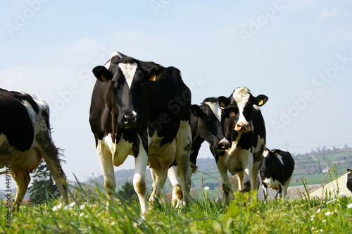 Vaches