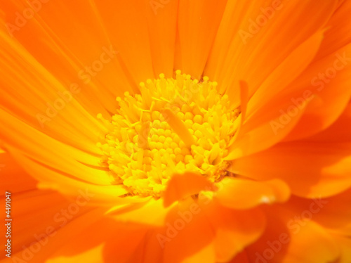 Canvas Print orange flower