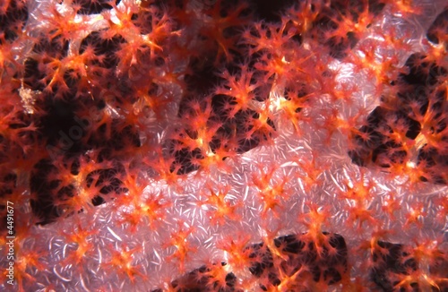 soft corals close up