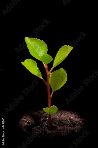 Young tree