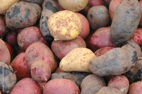 Potatoes sold at a farmers market.
