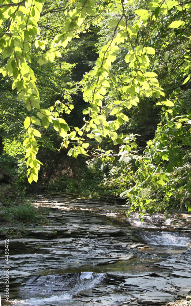 Fototapeta premium Sunlit Tree in a gorge