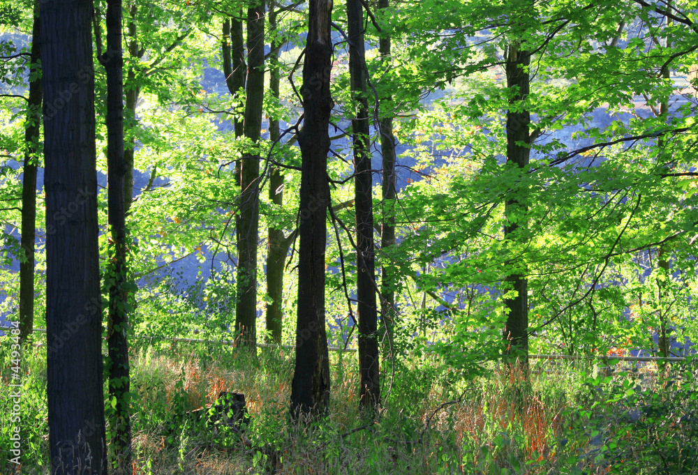 Obraz premium Sunset Forest