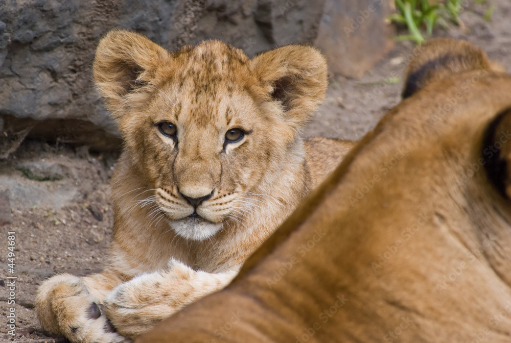 cute lion cub cute lion cub