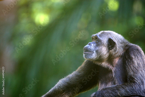 Valokuvatapetti Chimpanzee