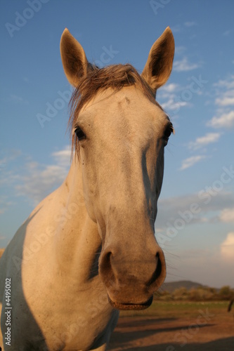 portrait de cheval camarguais