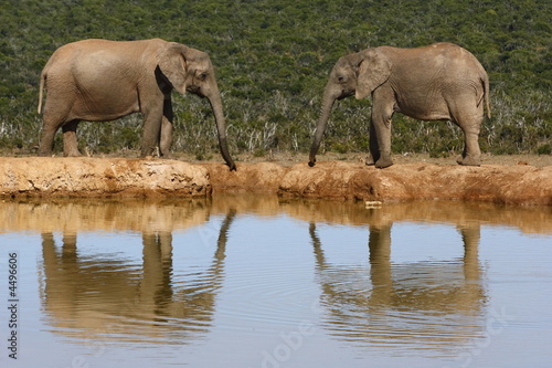 Elephants looking at each other