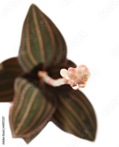 Ludisia discolor (black jewel orchid) from the top, isolated photo