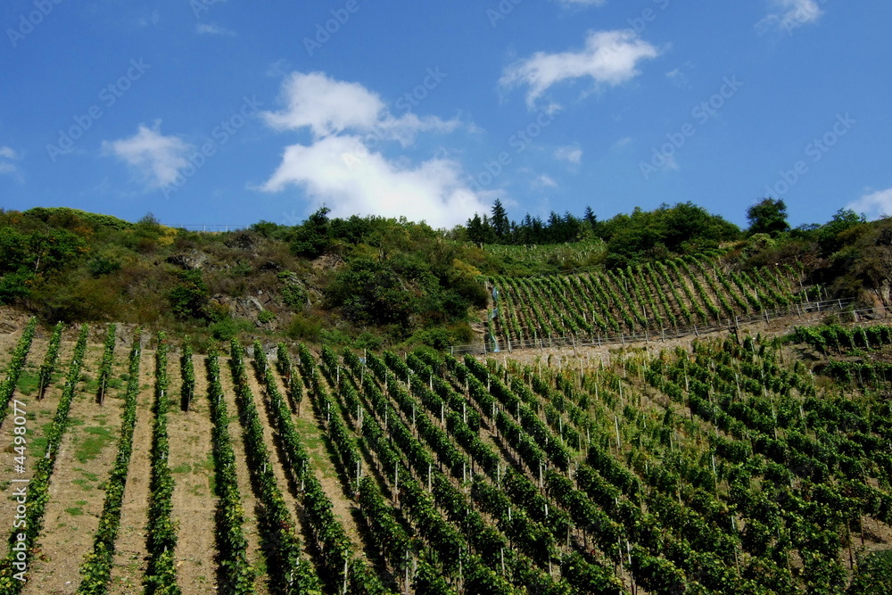 Weinanbau an der Ahr