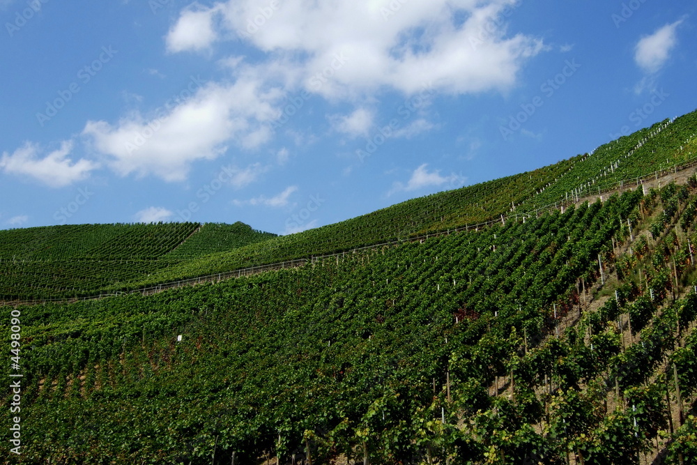 Weinanbau an der Ahr